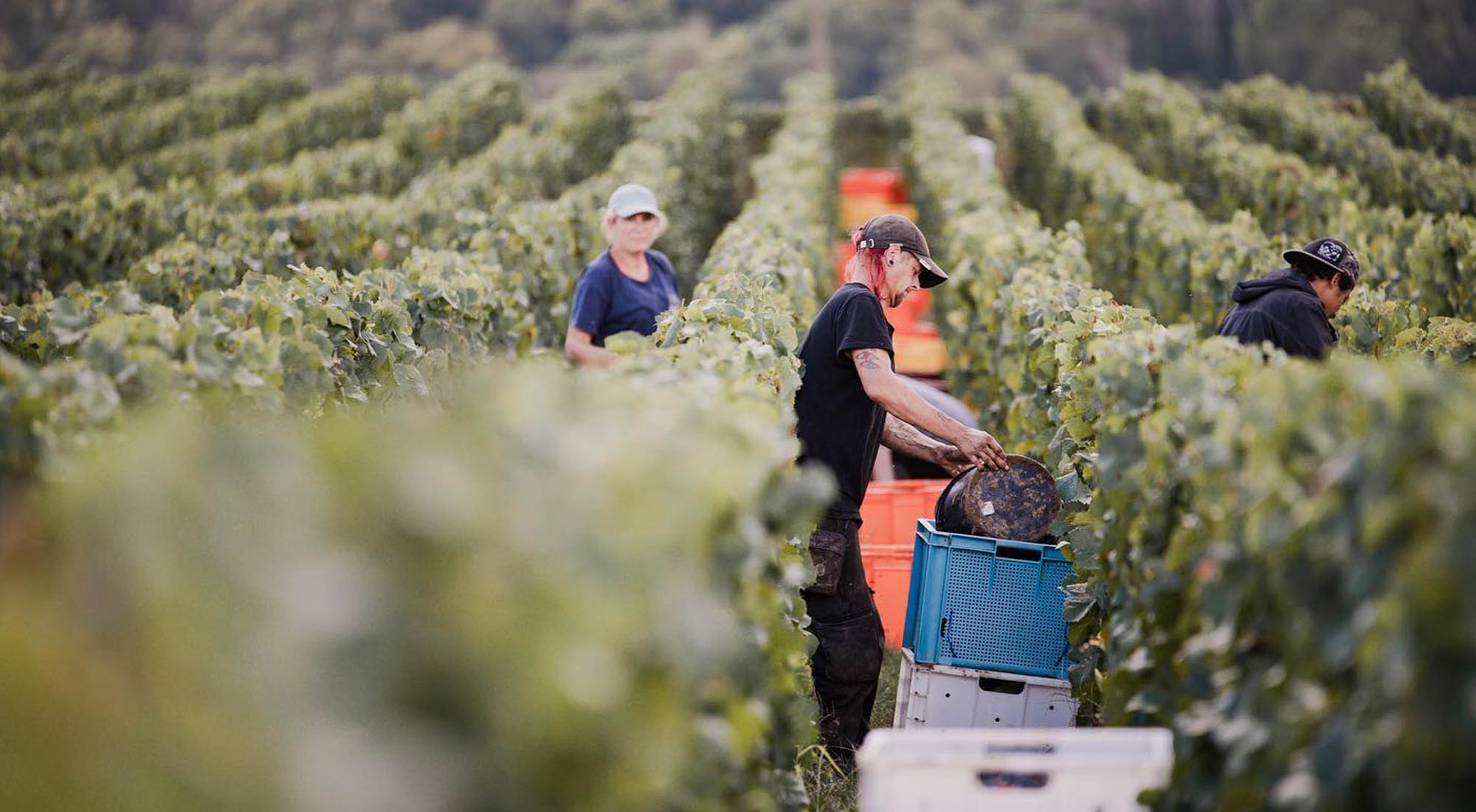 vendemmia_2023_champagne_harvest_vendage_glugulp_shop_online.jpg